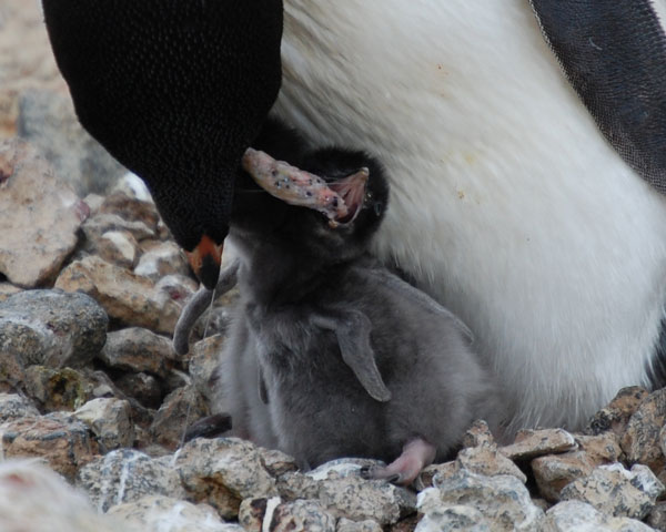 penguin feeding