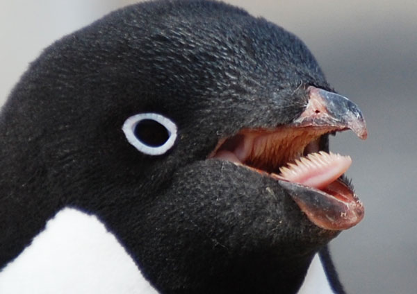 penguin mouth