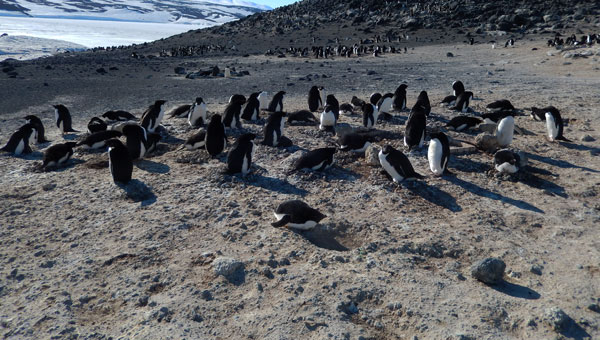 penguin nests