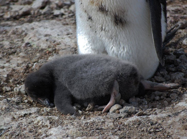 2 week old penguin