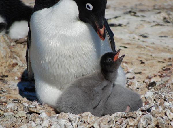 one week old penguin chicks