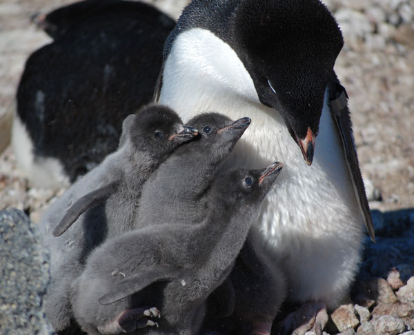 penguin chicks