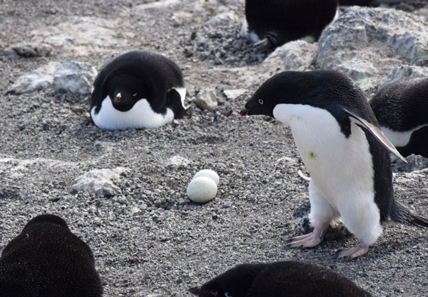 penguin nest