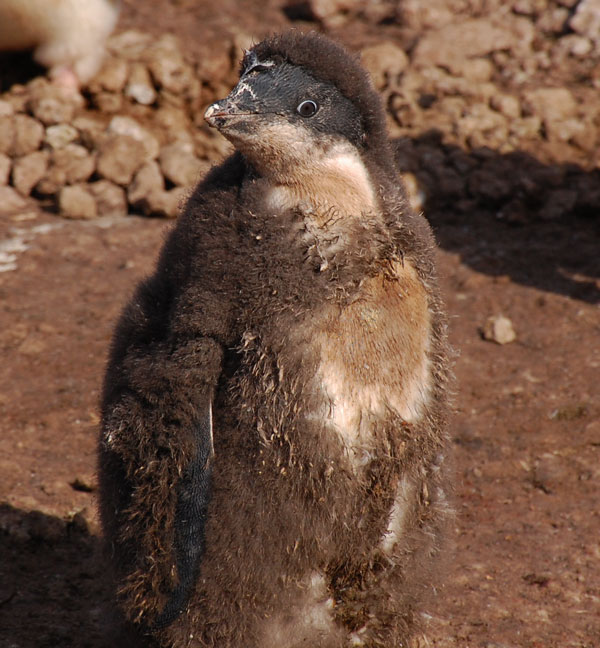 penguin molting