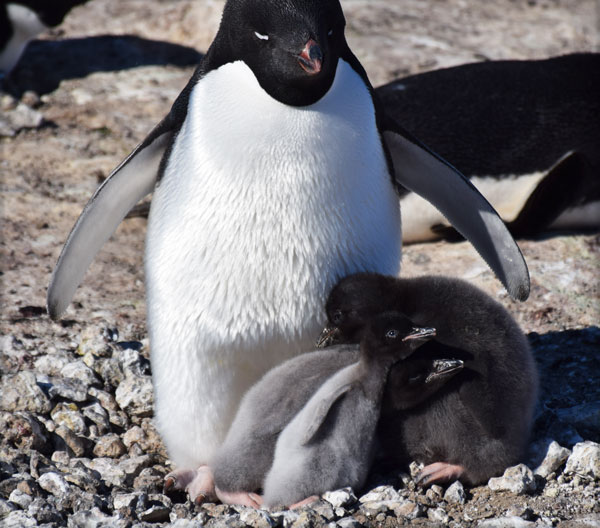 penguin crech