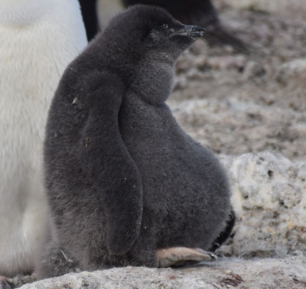 fat penguin chick