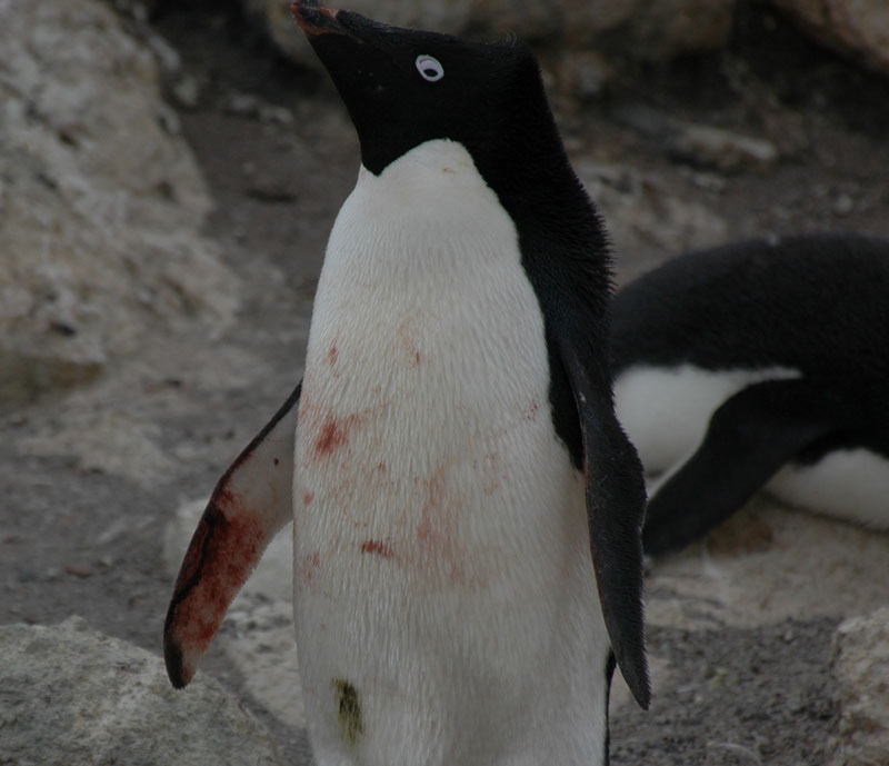 penguin fight