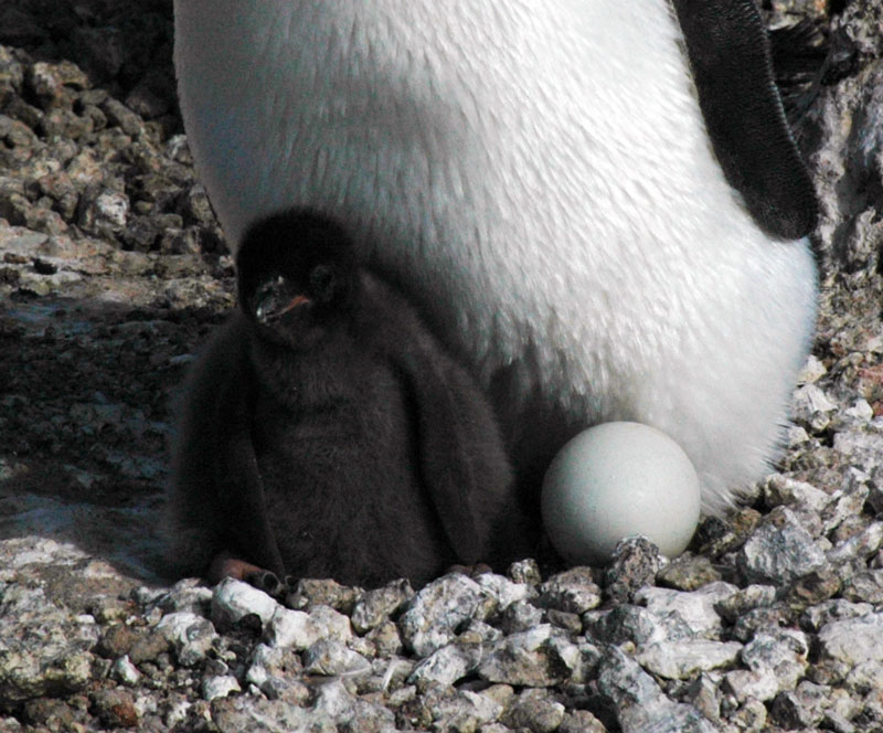 penguin hatch