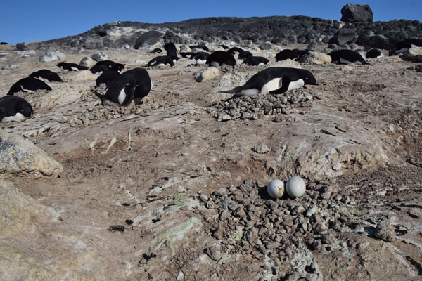 penguin eggs