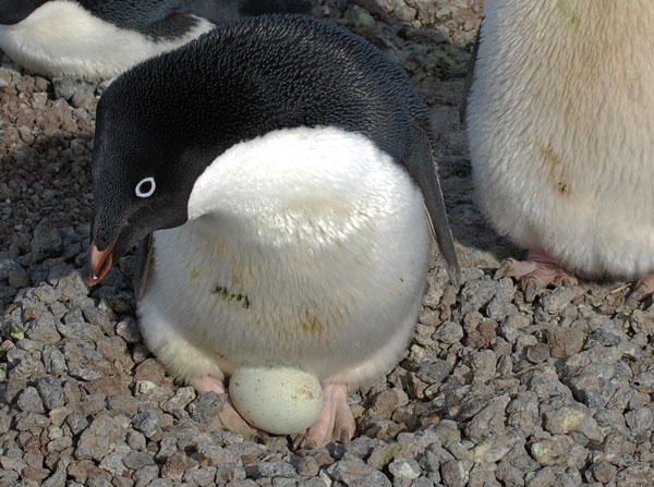 Penguinscience Understanding Penguin Response To Climate And 