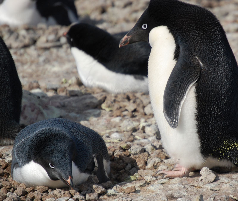 Penguinscience - understanding penguin response to climate and ...