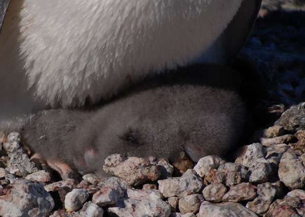 penguin chicks