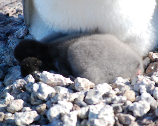 penguin chicks