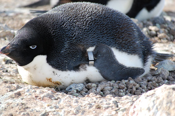 penguin, penguin nest