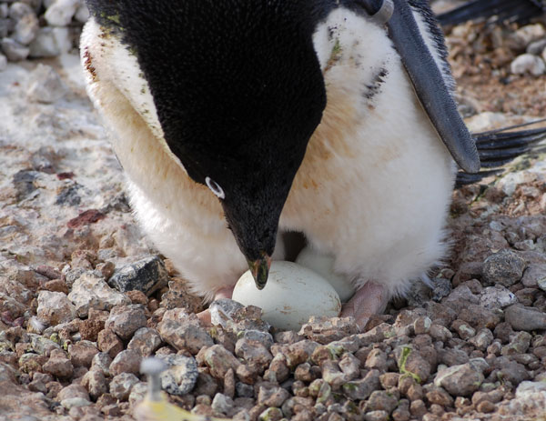 penguin