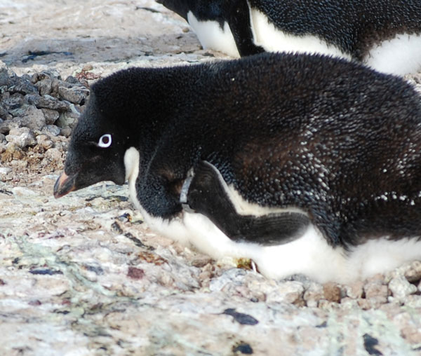 penguin