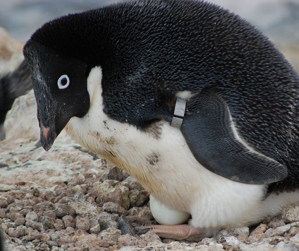 penguin eggs
