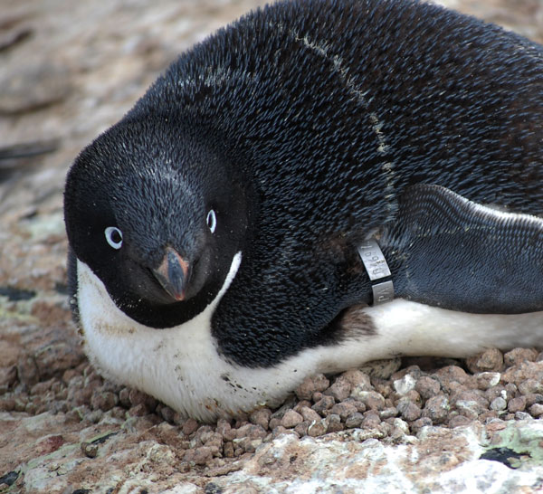 penguin