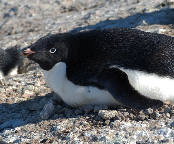 penguin nest
