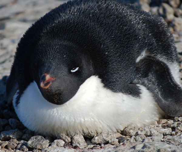 penguin