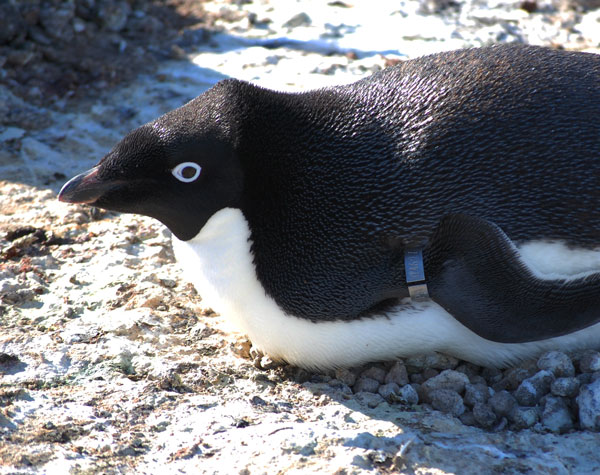 penguin