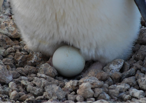 penguin with eggs