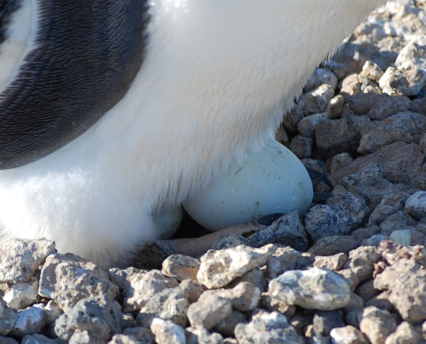 penguin eggs
