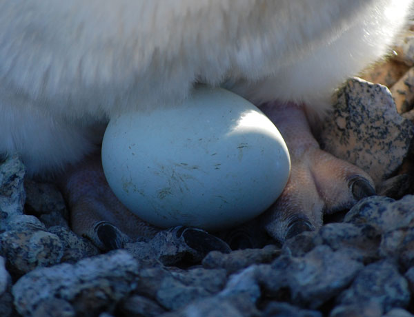 penguin eggs