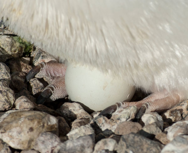 penguin egg