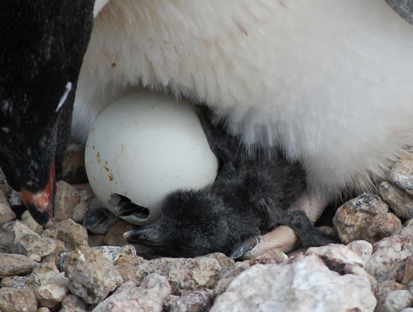 penguin chick
