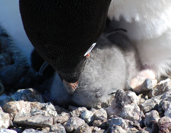 penguin chicks