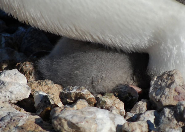 penguin chick