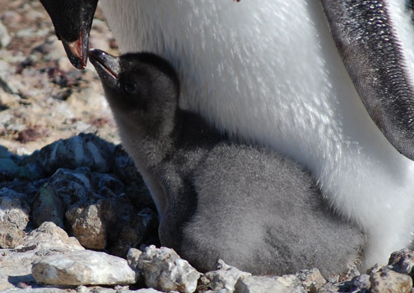 penguin chick