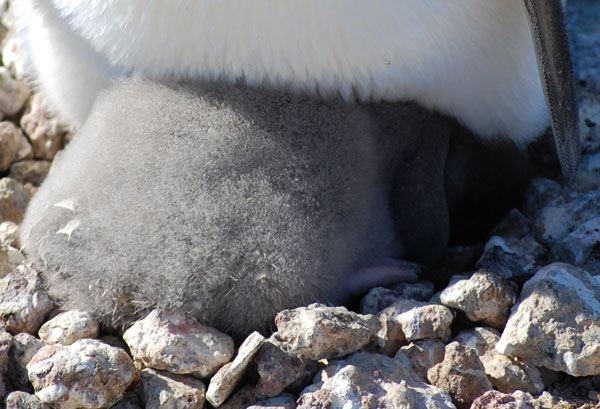 penguin chick