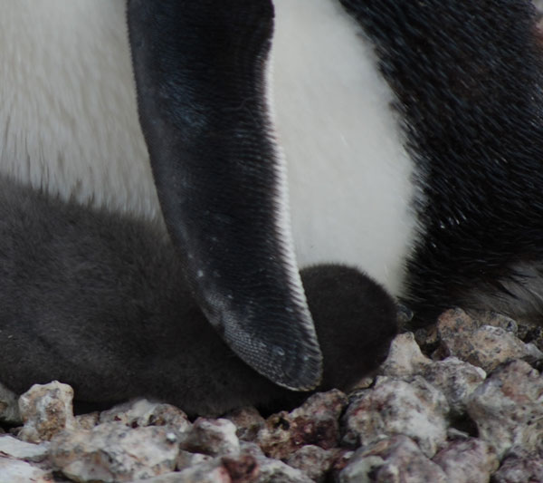 penguin chick
