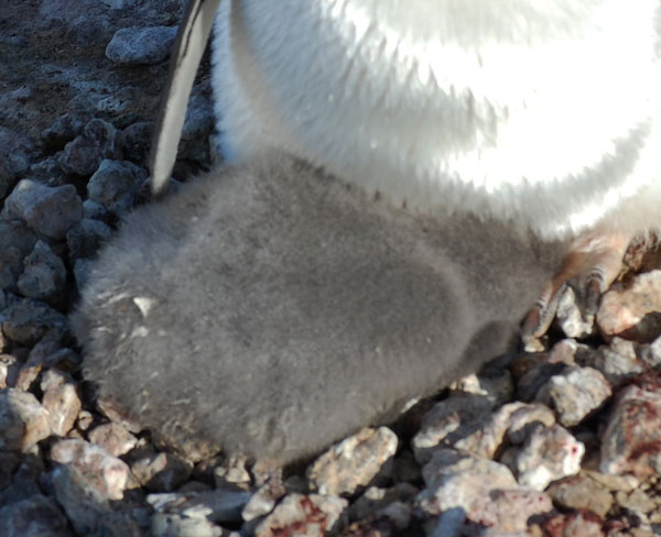 penguin chick