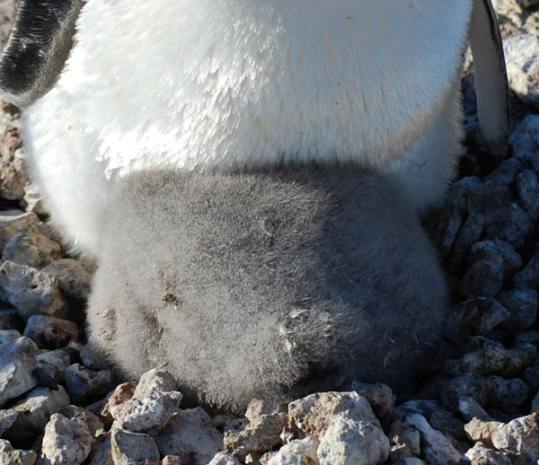 penguin chicks