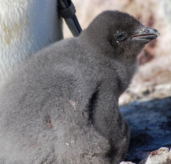 penguin chick