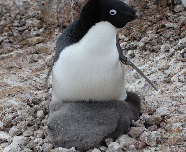penguin chicks