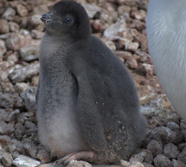 penguin chick