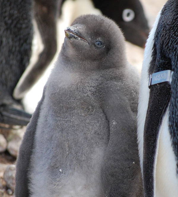 penguin chick