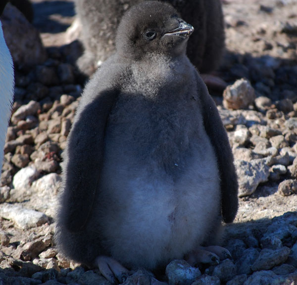 penguin chick