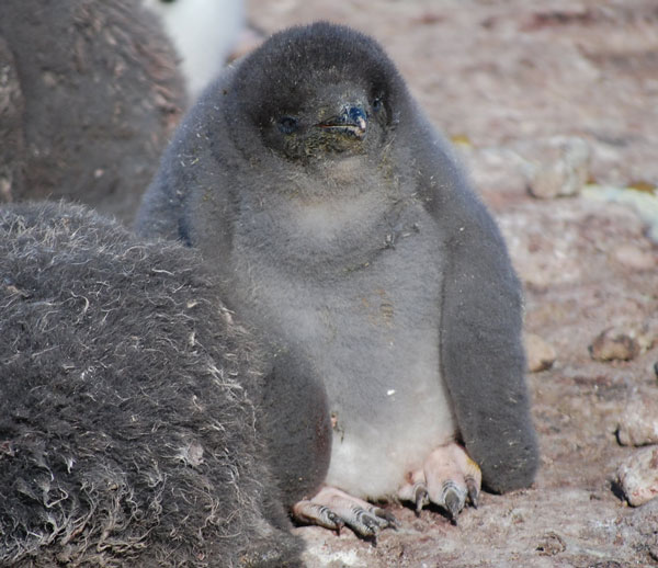 penguin chick