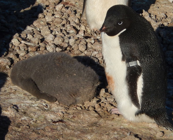 penguin chick