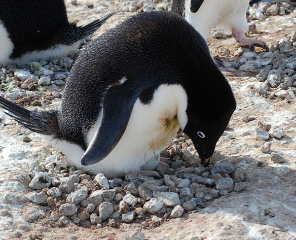penguin