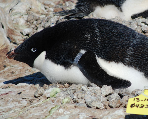penguin nesting