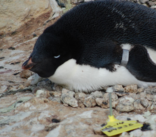 penguin