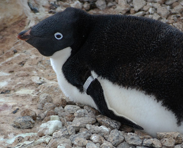 penguin