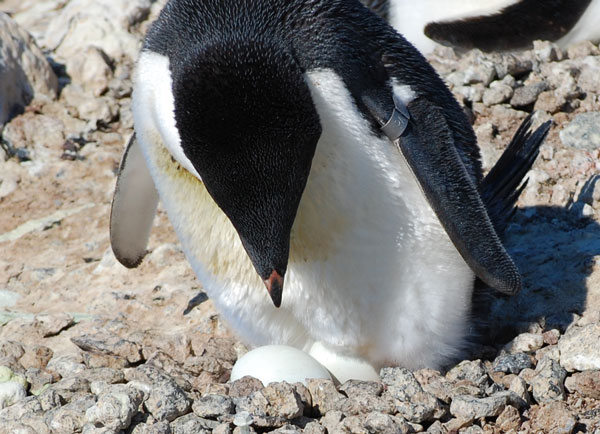 penguin