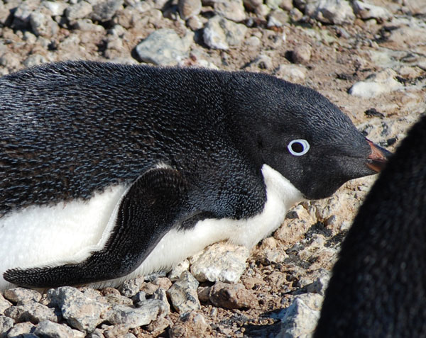 pengui nest